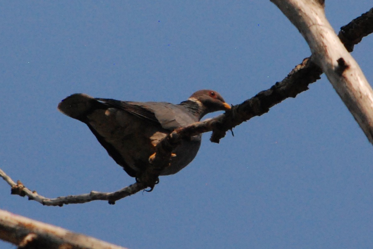 Band-tailed Pigeon - Noel Zaugg