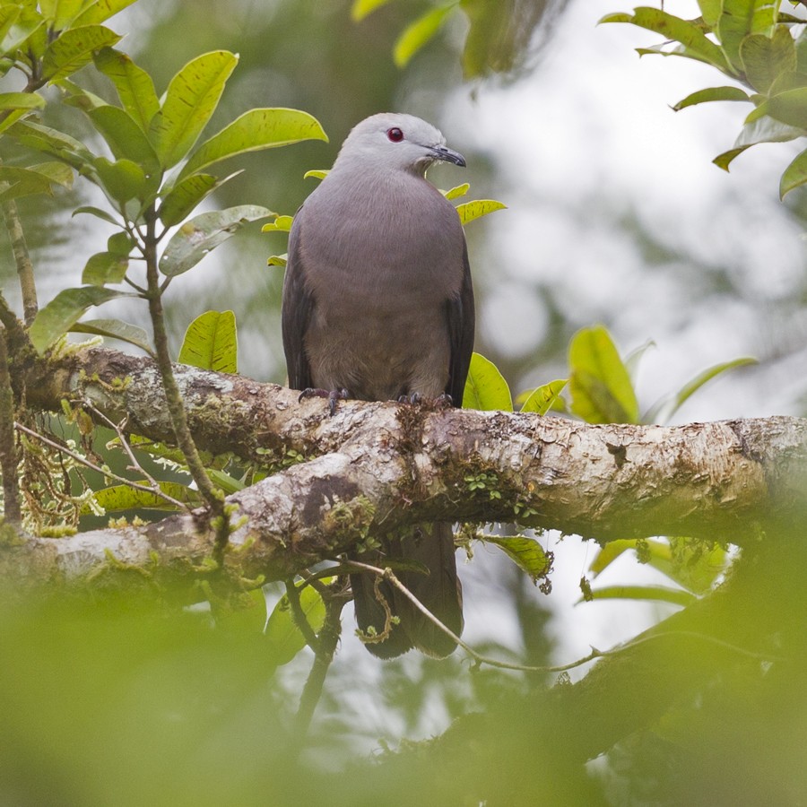 Peale's Imperial-Pigeon - Mat Gilfedder