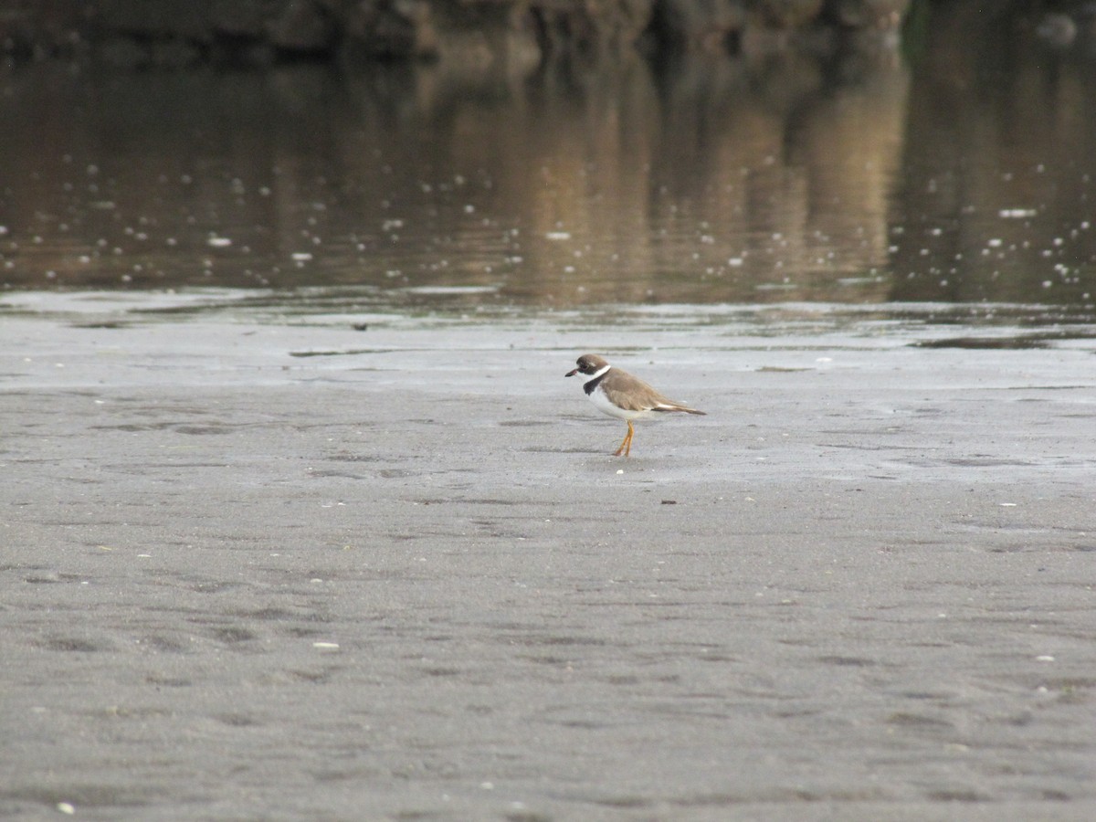 Semipalmated Plover - ML36559211