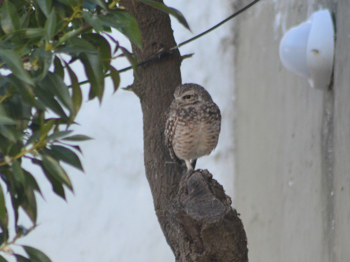 Burrowing Owl - María Carolina Lago