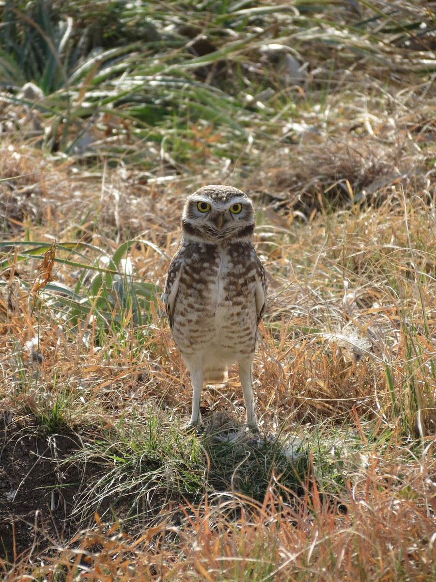 Burrowing Owl - ALDO GUZMAN