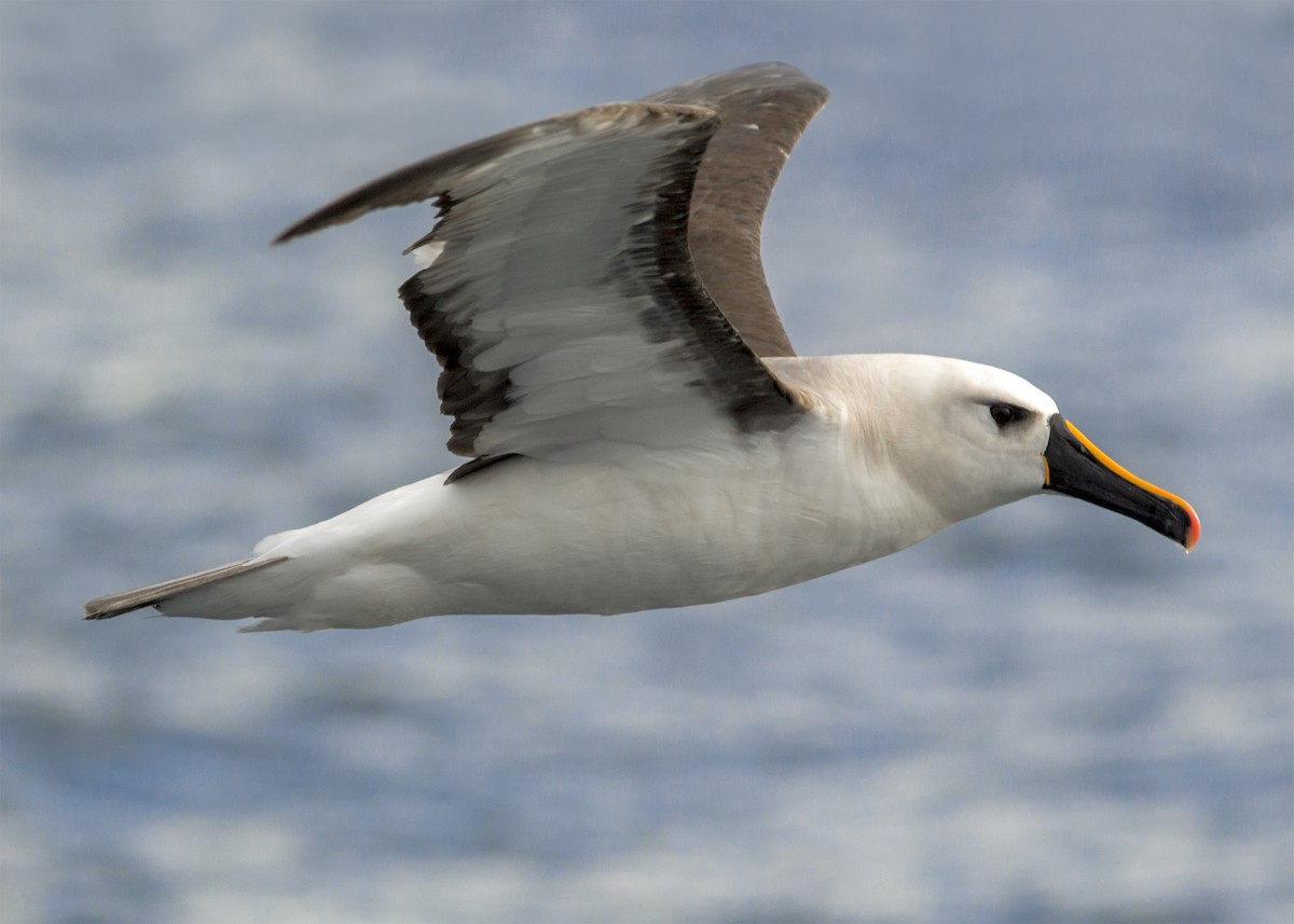 Atlantic Yellow-nosed Albatross - Sol Rodriguez Astorino