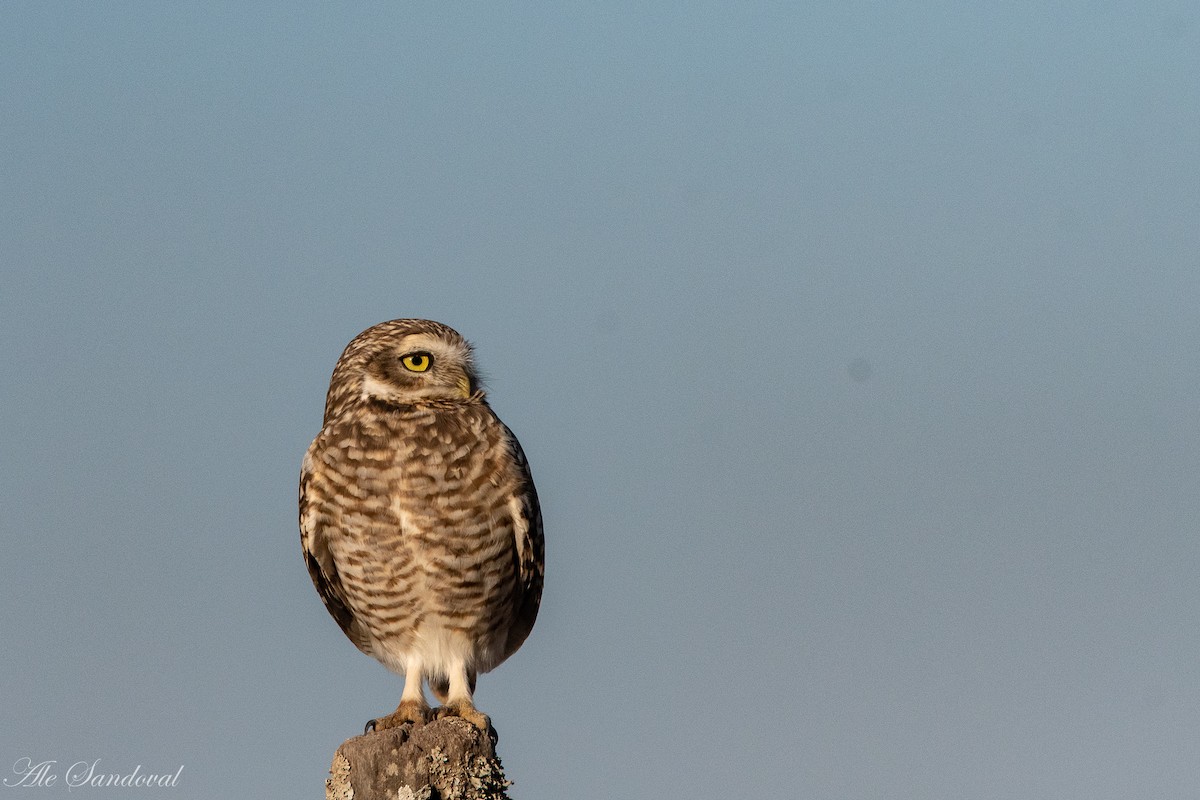 Burrowing Owl - ML365599441