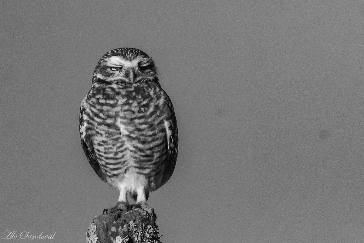 Burrowing Owl - ML365599451