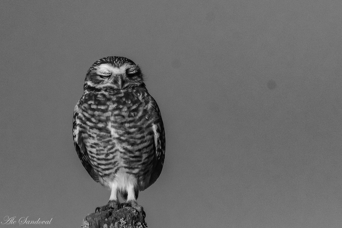 Burrowing Owl - ML365599461