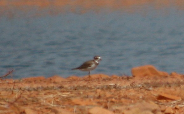 Semipalmated Plover - ML365604301