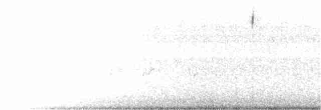 Чінголо блідий [група botterii] - ML365608461