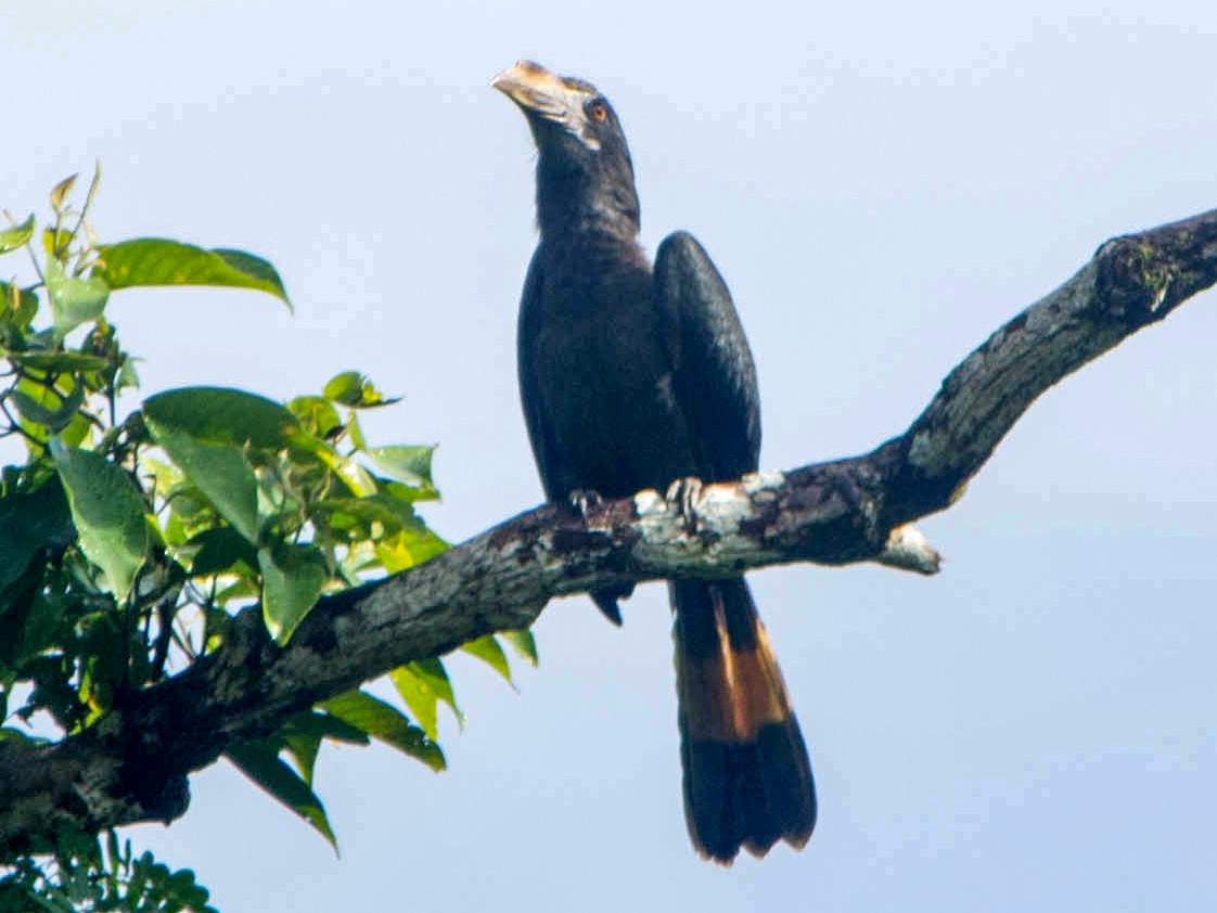 Samar Hornbill - eBird