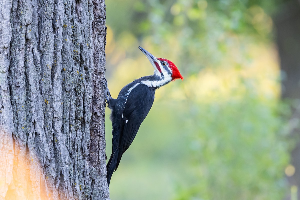 Pileated Woodpecker - Tim Emmerzaal