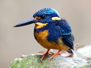 アオオビカワセミ - eBird