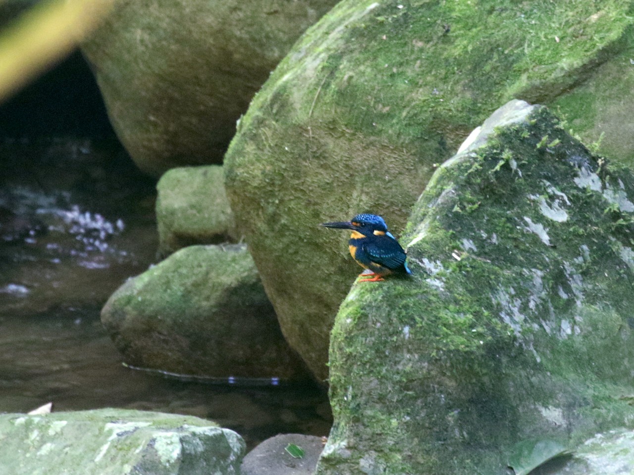 Indigo-banded Kingfisher - Brendan Ryan