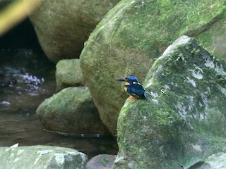 アオオビカワセミ - eBird