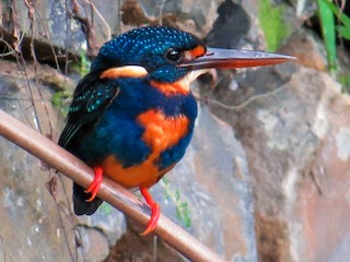 アオオビカワセミ - eBird
