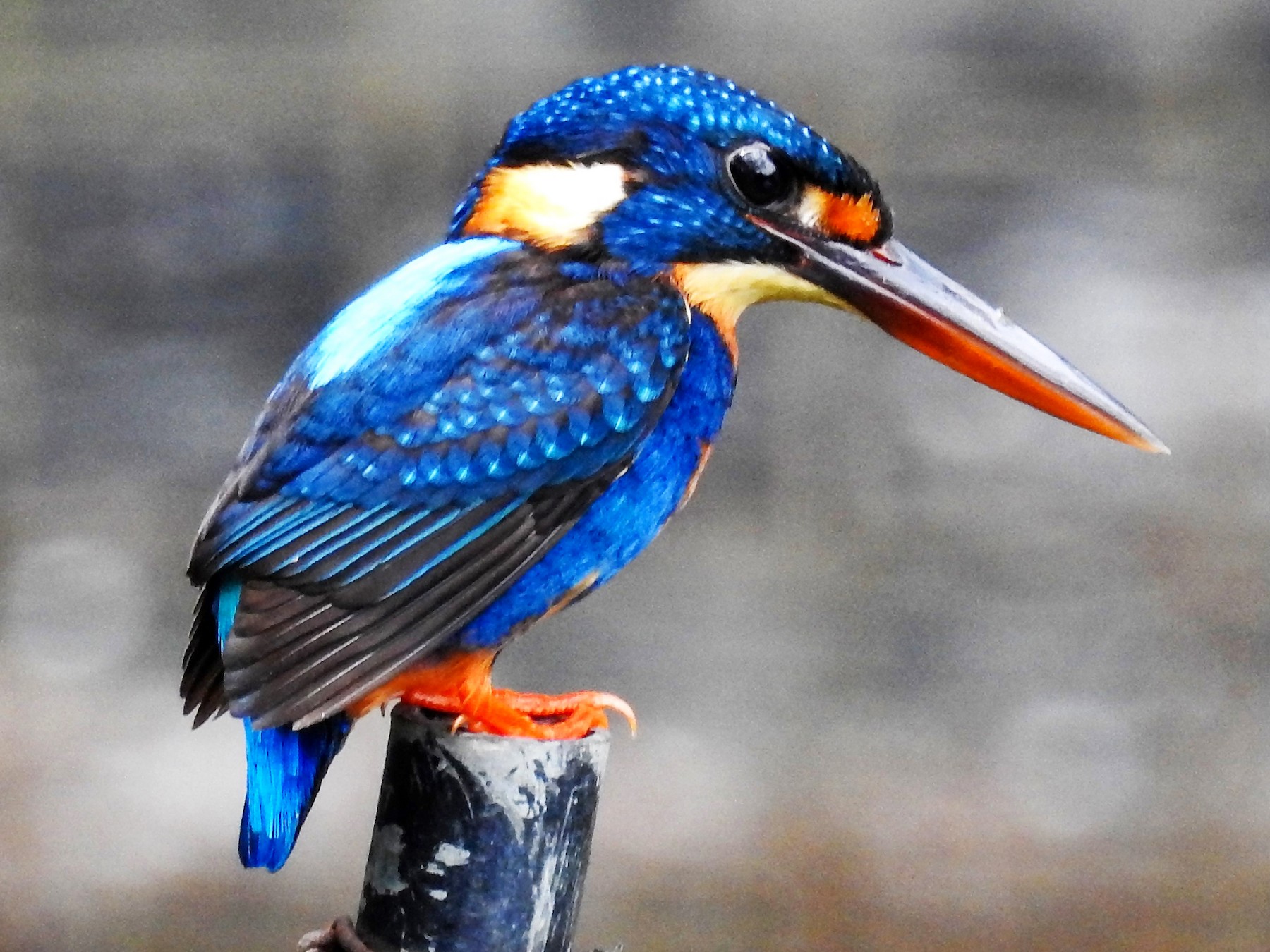 Indigo-banded Kingfisher - Ronet Santos