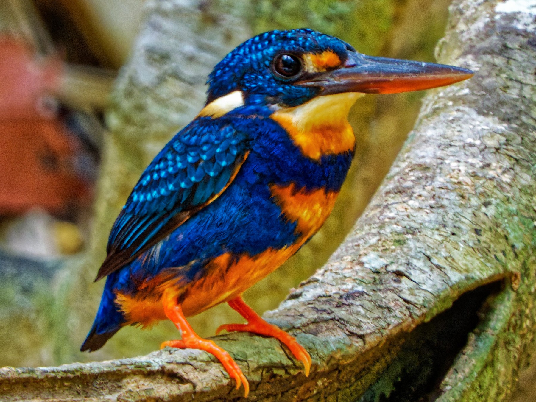 Indigo-banded Kingfisher - Ravi Iyengar