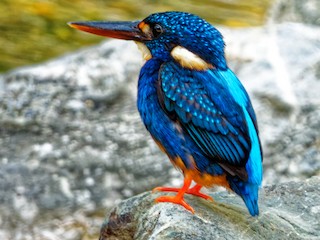 アオオビカワセミ - eBird