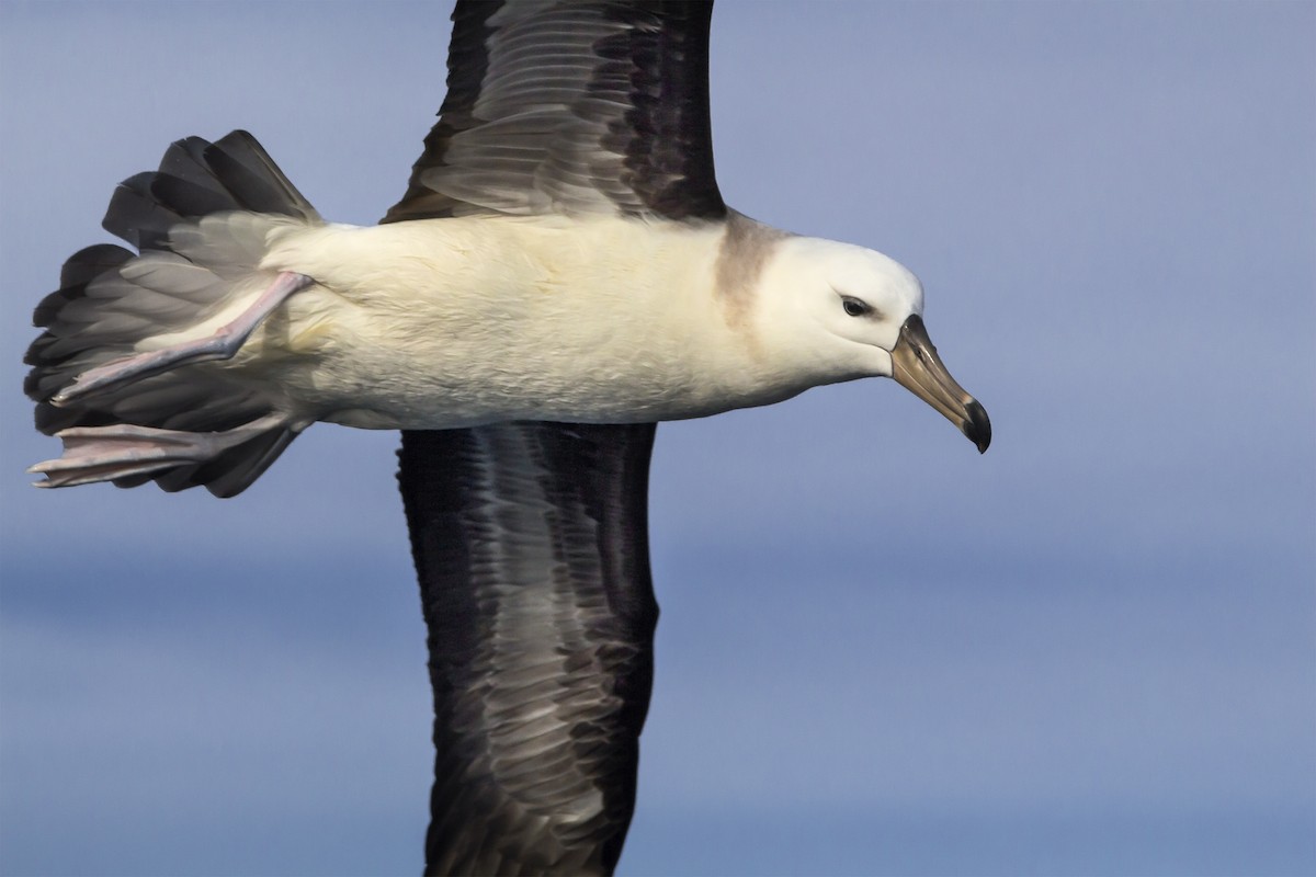 Albatros à sourcils noirs - ML365615241