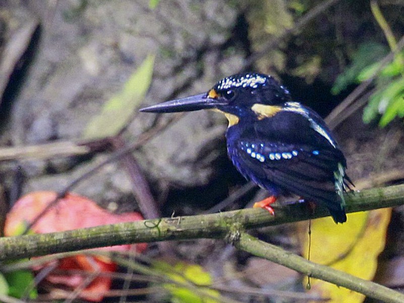 Northern Silvery-Kingfisher - Carmelo López Abad