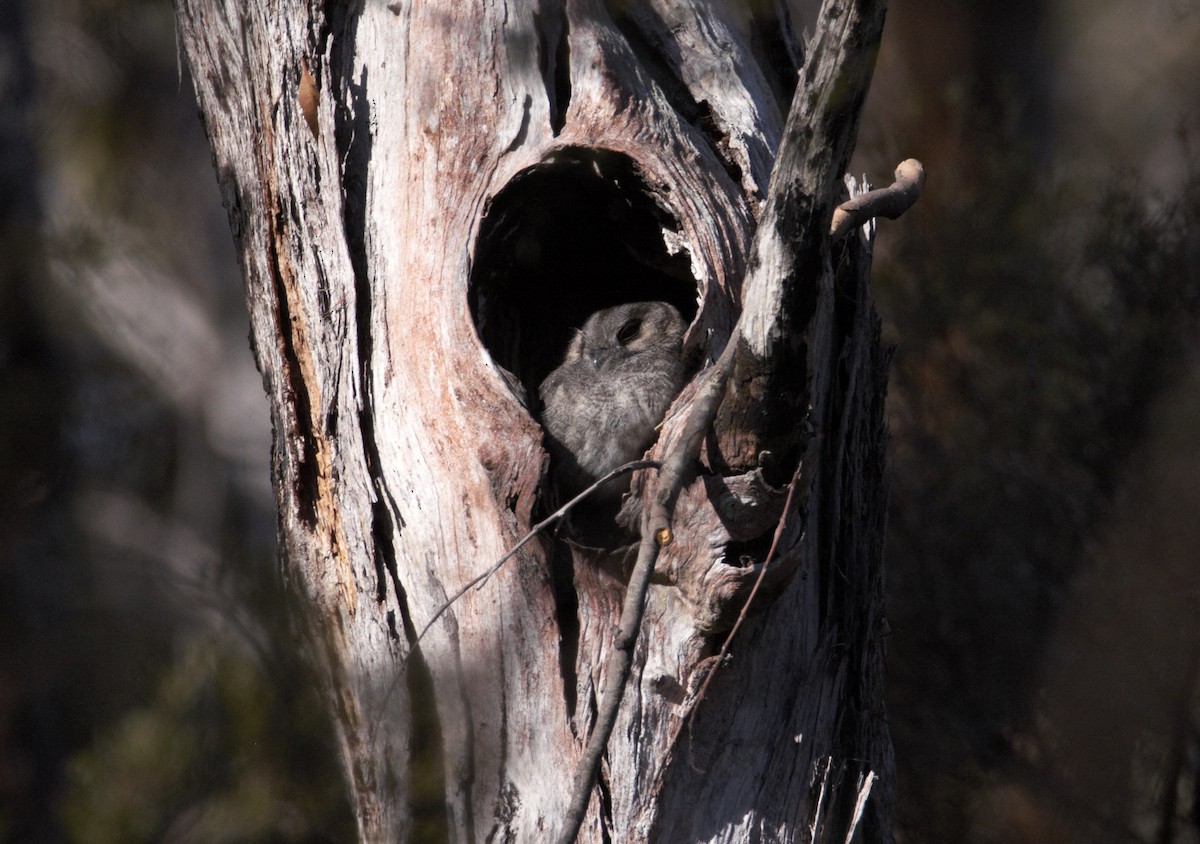 Australian Owlet-nightjar - Felix Watson