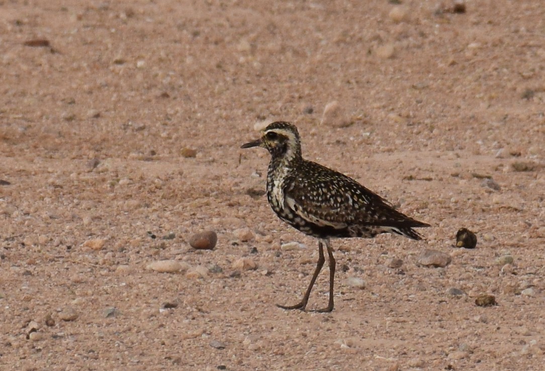 Pacific Golden-Plover - Ryan O'Donnell