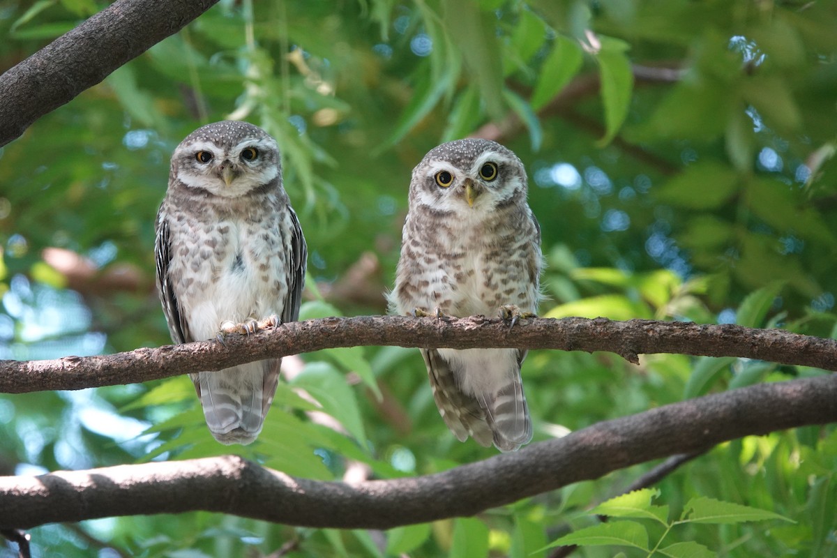 Spotted Owlet - ML365633941