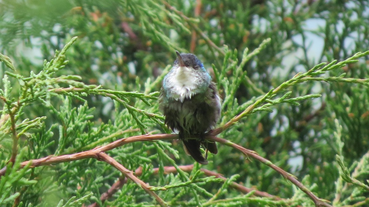 Azure-crowned Hummingbird - ML365635021