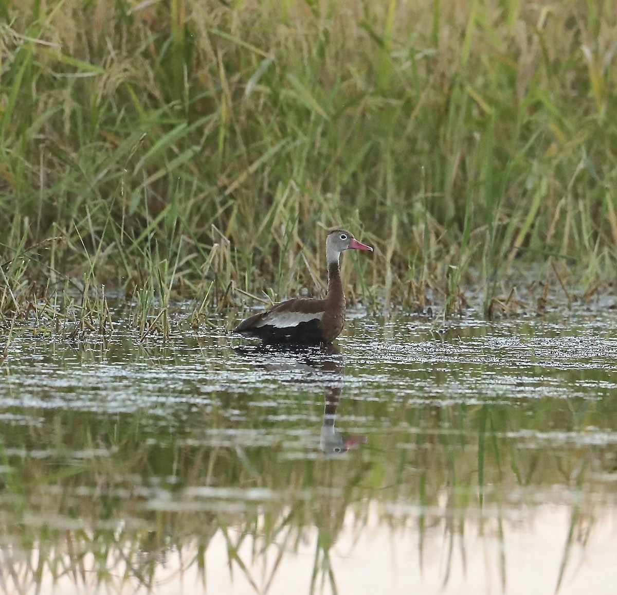 Black-bellied Whistling-Duck - Charles Lyon