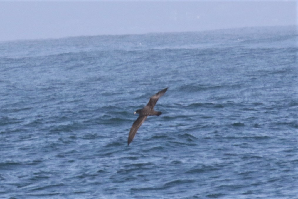 Flesh-footed Shearwater - ML365641171