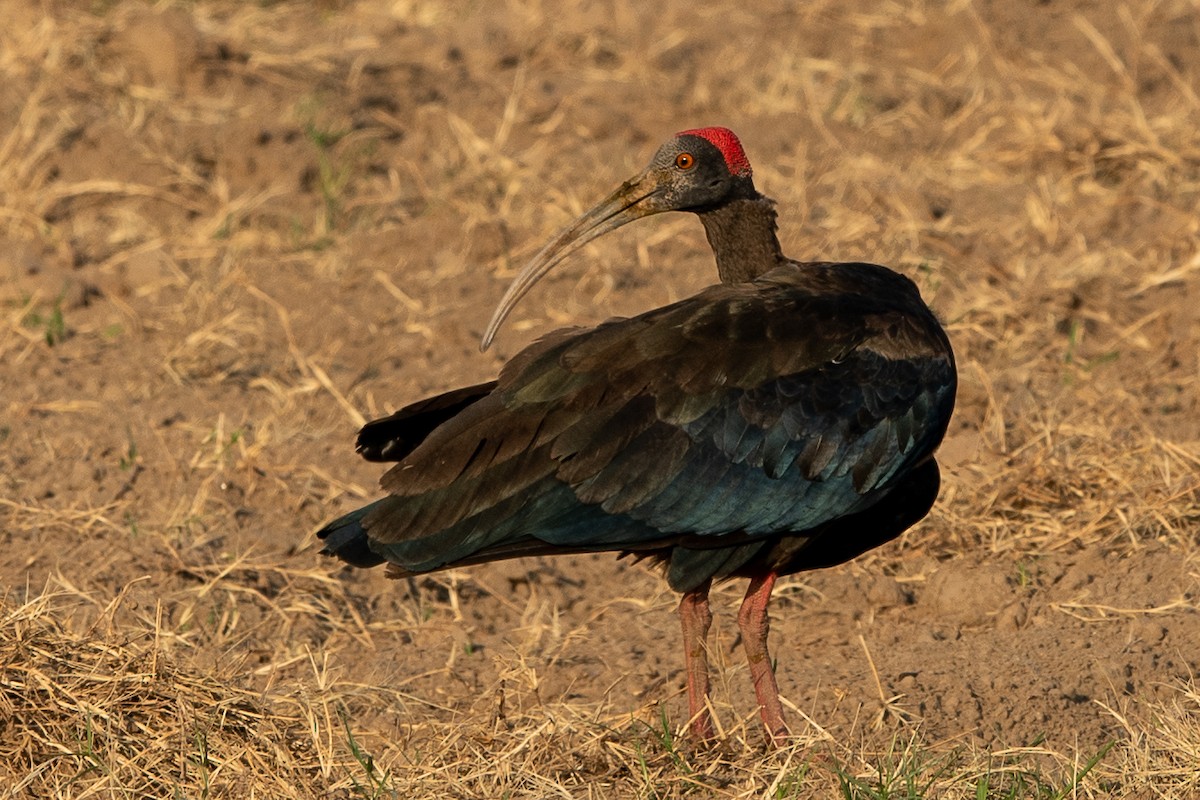 ibis bradavičnatý - ML365641551