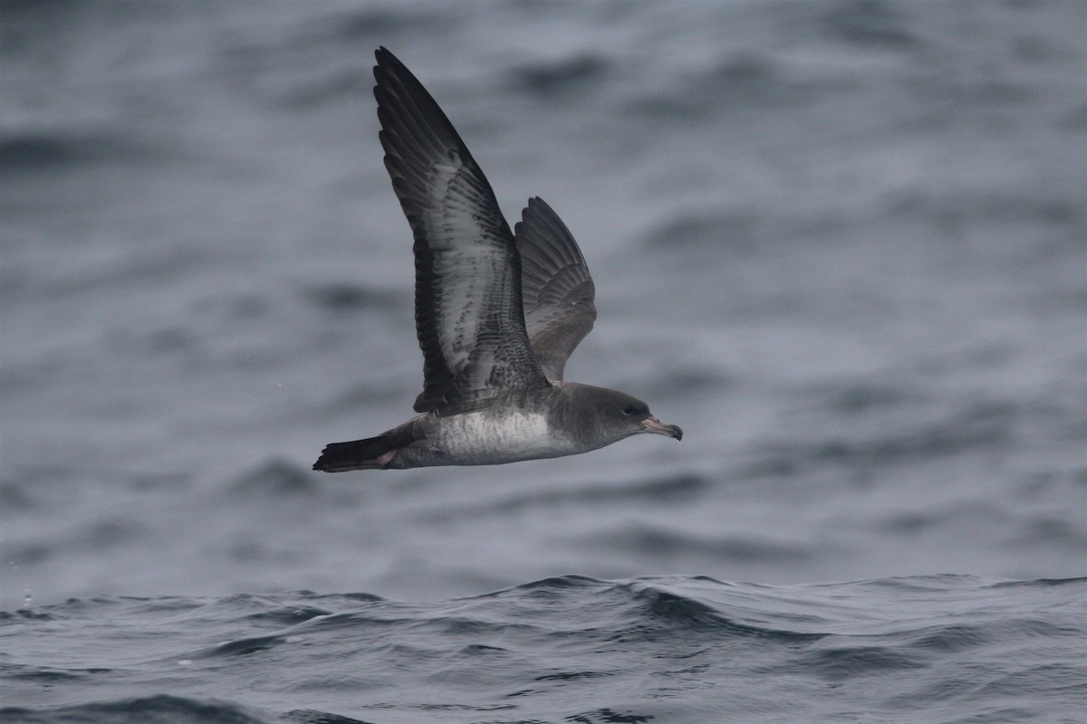 Pink-footed Shearwater - Patrick Sysiong