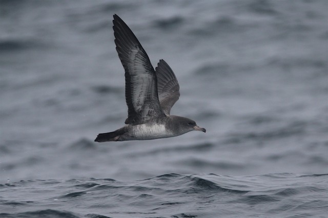 Definitive Basic Pink-footed Shearwater. - Pink-footed Shearwater - 