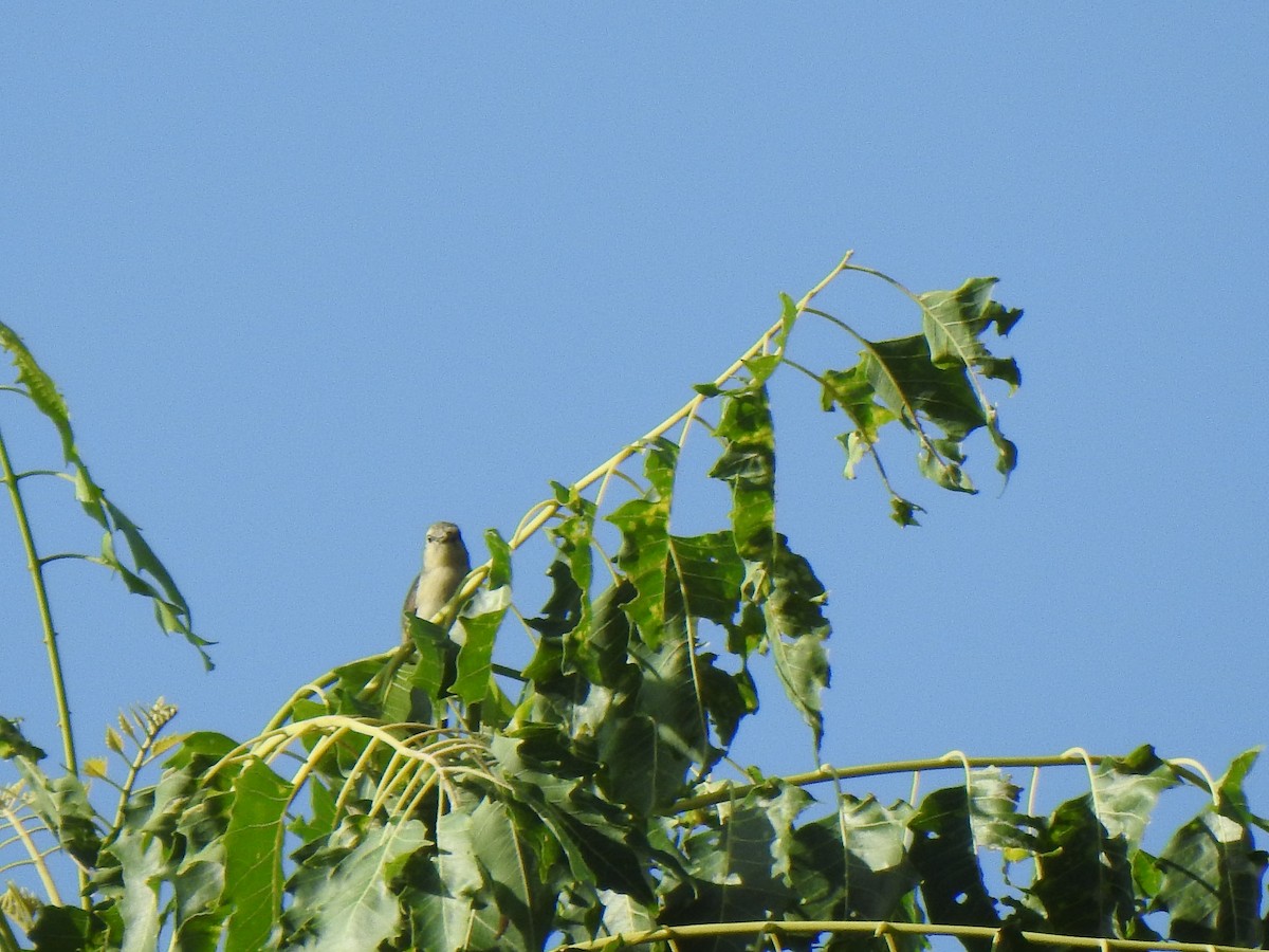 Nilgiri Flowerpecker - ML365648761
