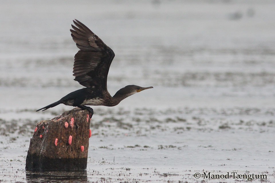 Indian Cormorant - Manod Taengtum