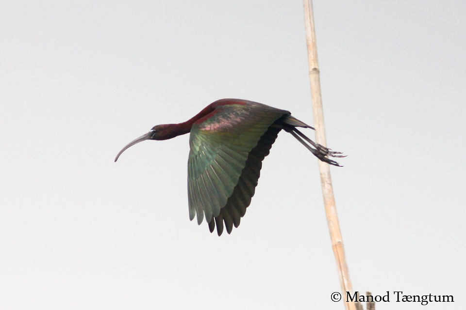 ibis hnědý - ML365649241
