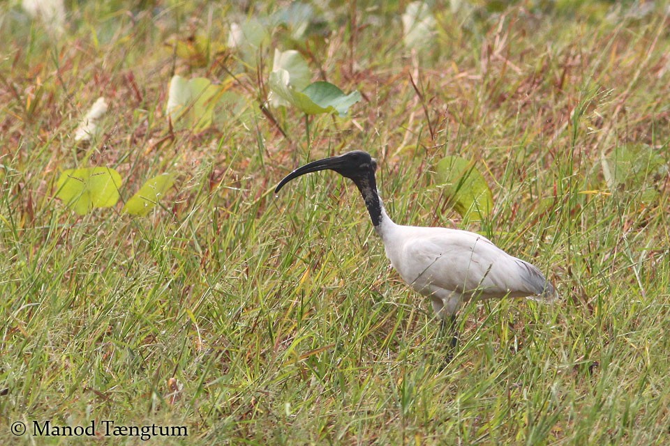 ibis černohlavý - ML365649271