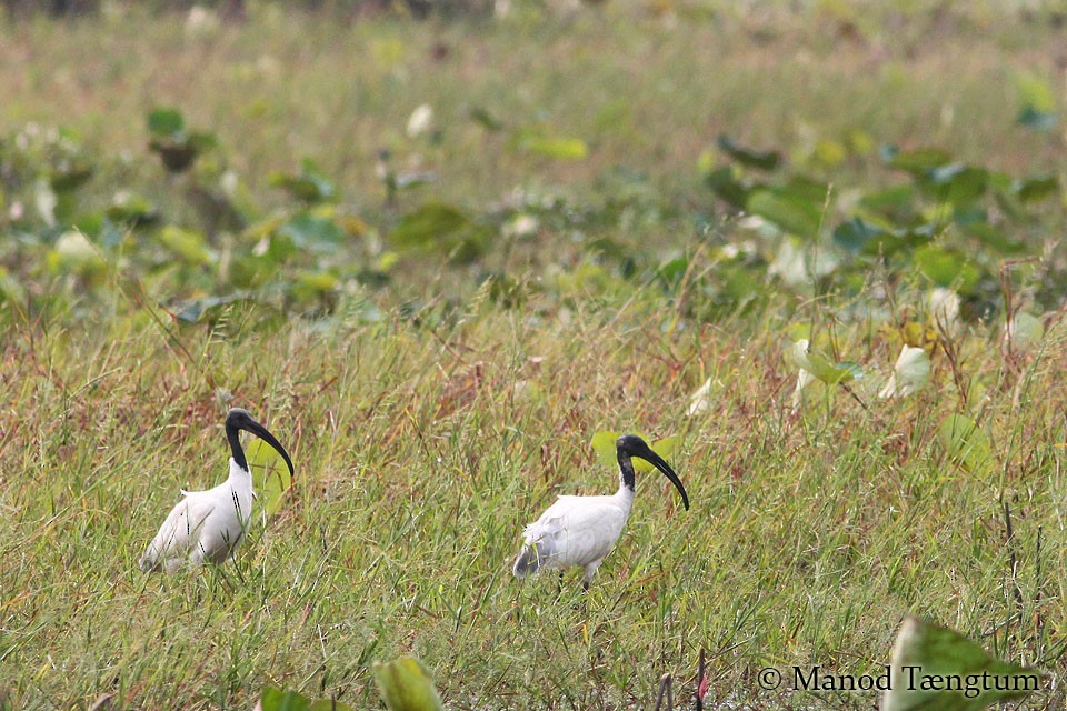 ibis černohlavý - ML365649291