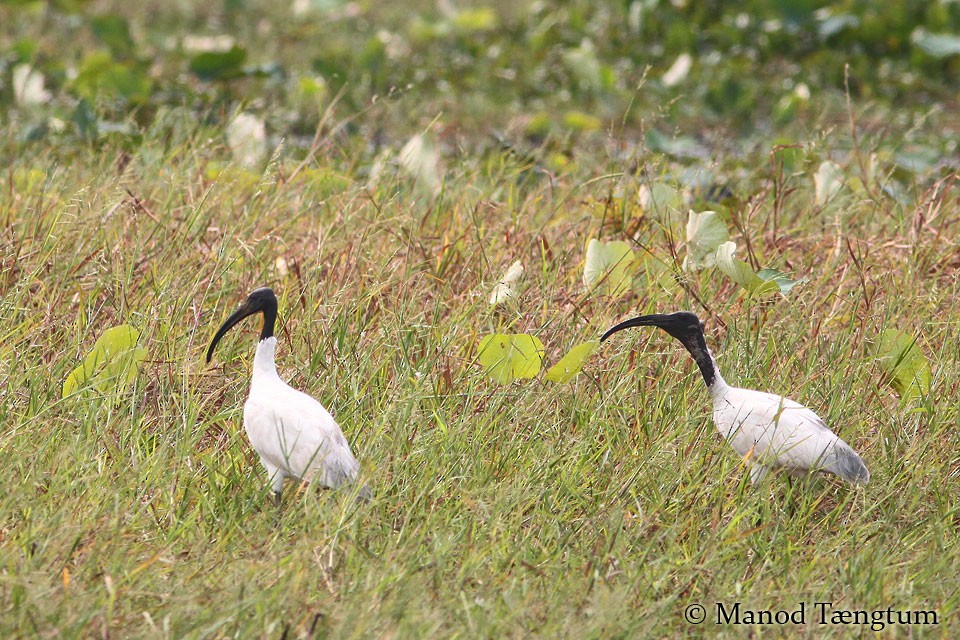 ibis černohlavý - ML365649301