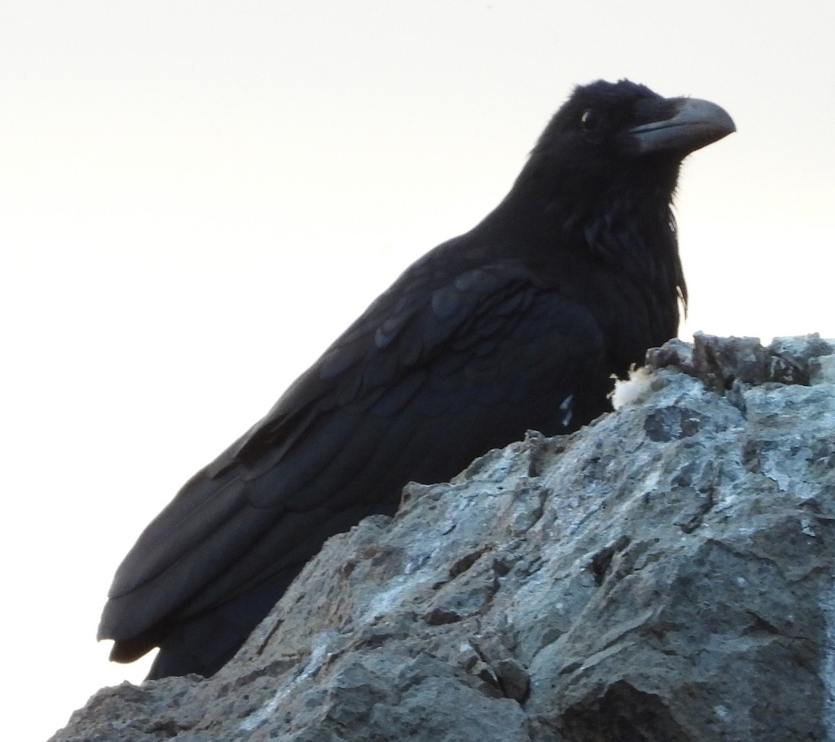 Common Raven - Caley Thomas