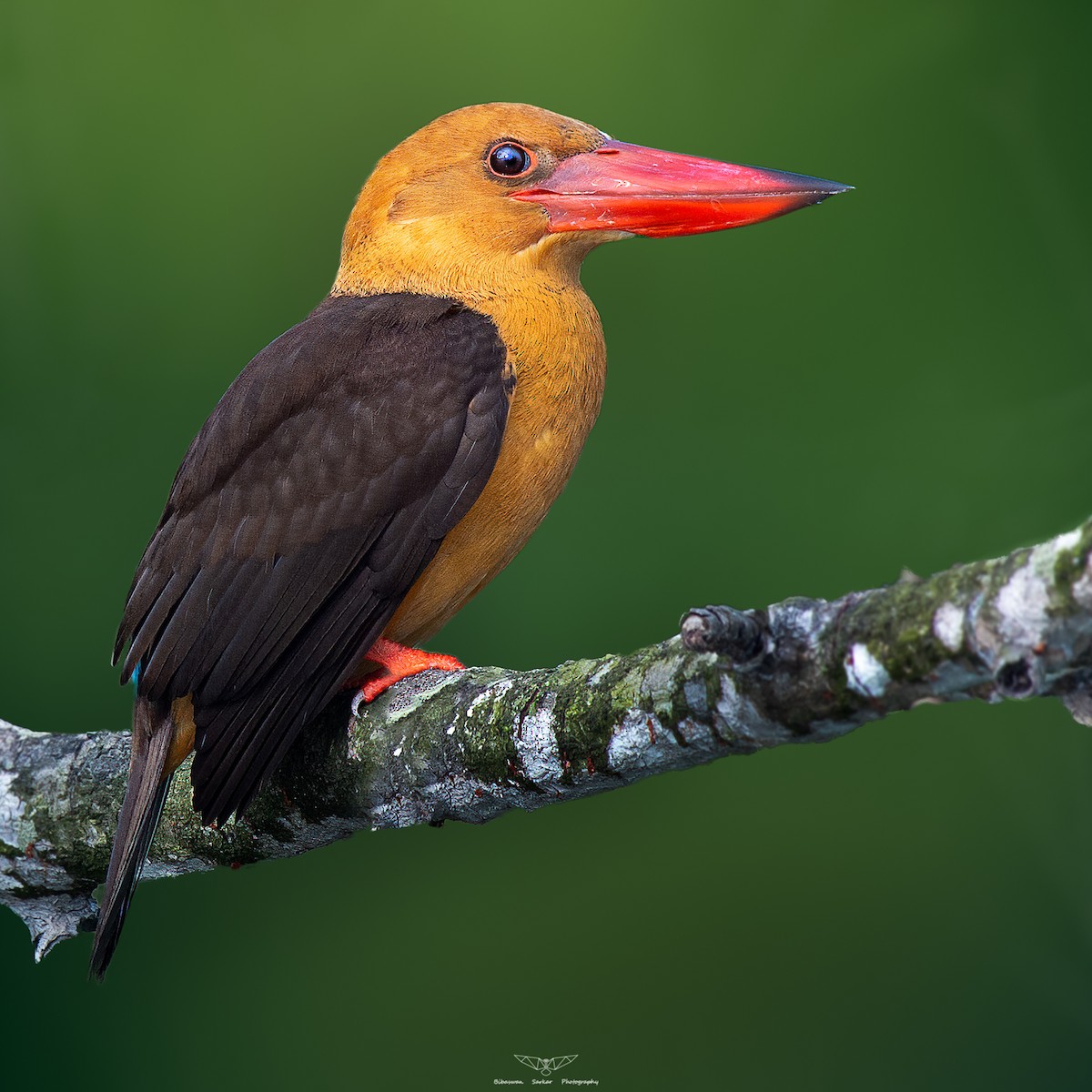 Brown-winged Kingfisher - Bibaswan Sarkar