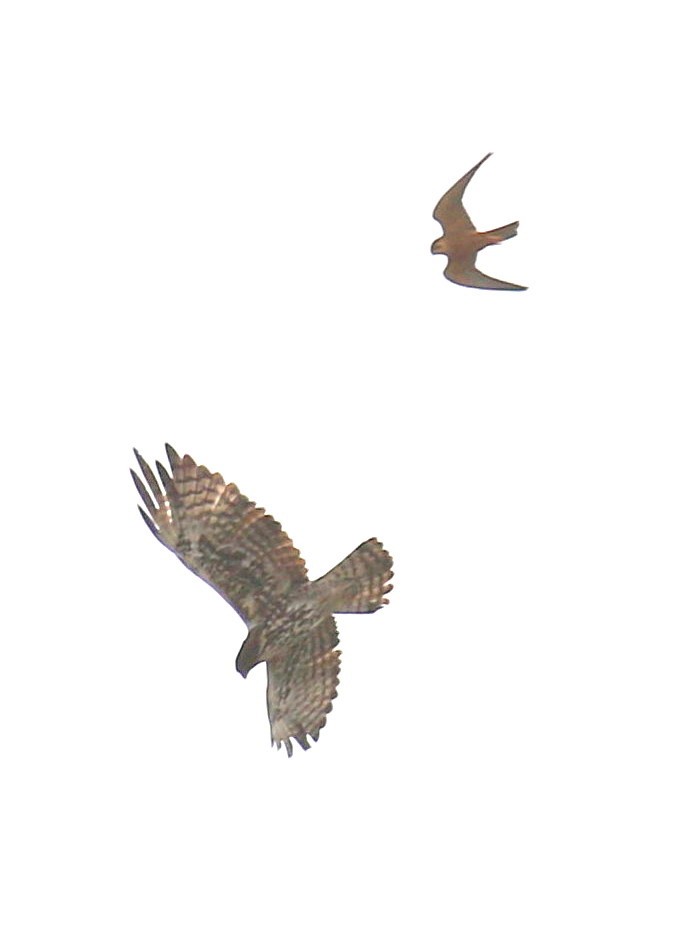 Ayres's Hawk-Eagle - Fikret Ataşalan