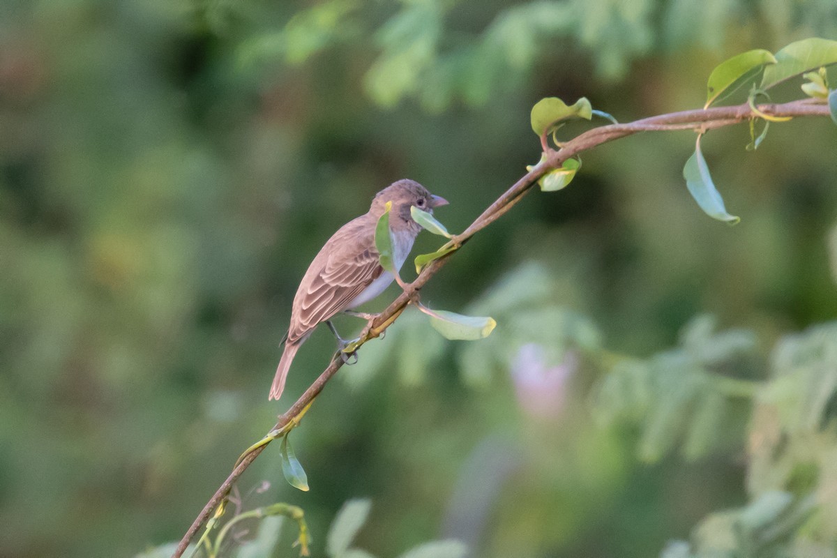 Yellow-spotted Bush Sparrow - Fikret Ataşalan