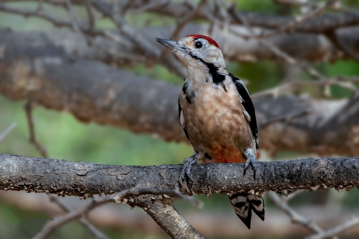 Sind Woodpecker - ML365662011