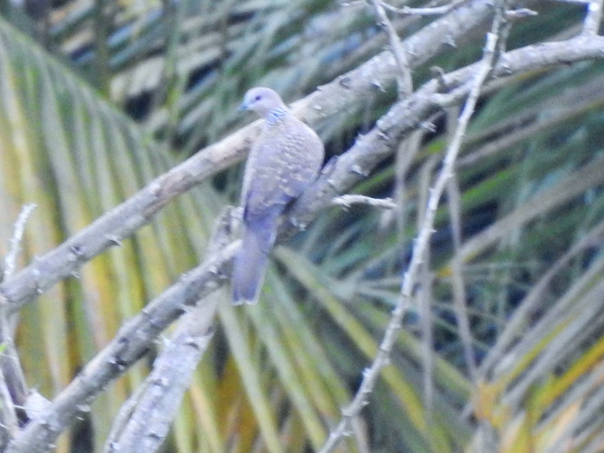 Spotted Dove - ML365663931