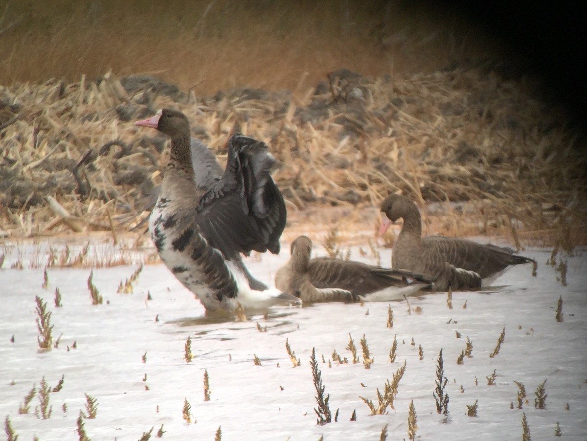 Greater White-fronted Goose - Peyton Cook