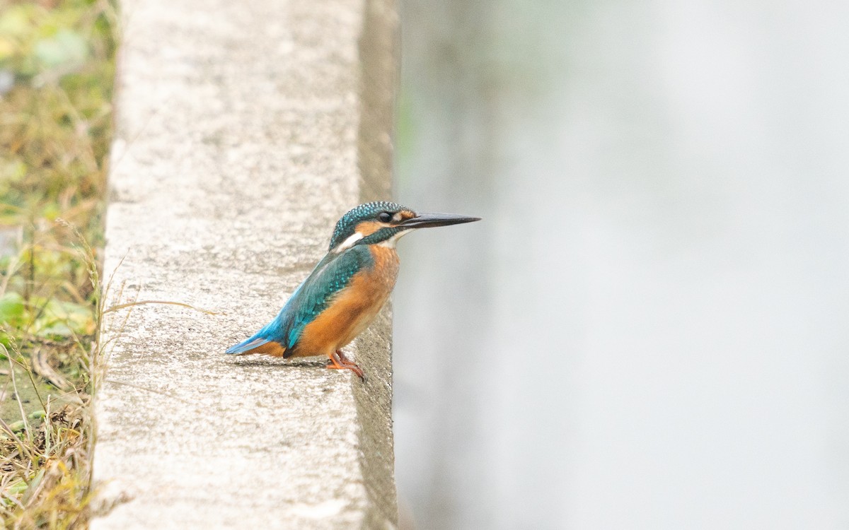 Common Kingfisher - Andy Lee