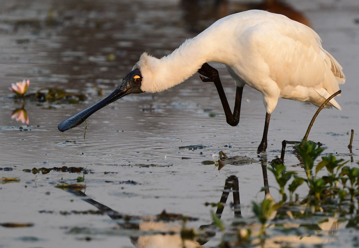 Royal Spoonbill - Andy Gee