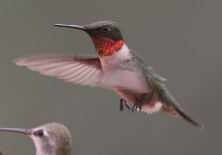 Ruby-throated Hummingbird - Don Roberson