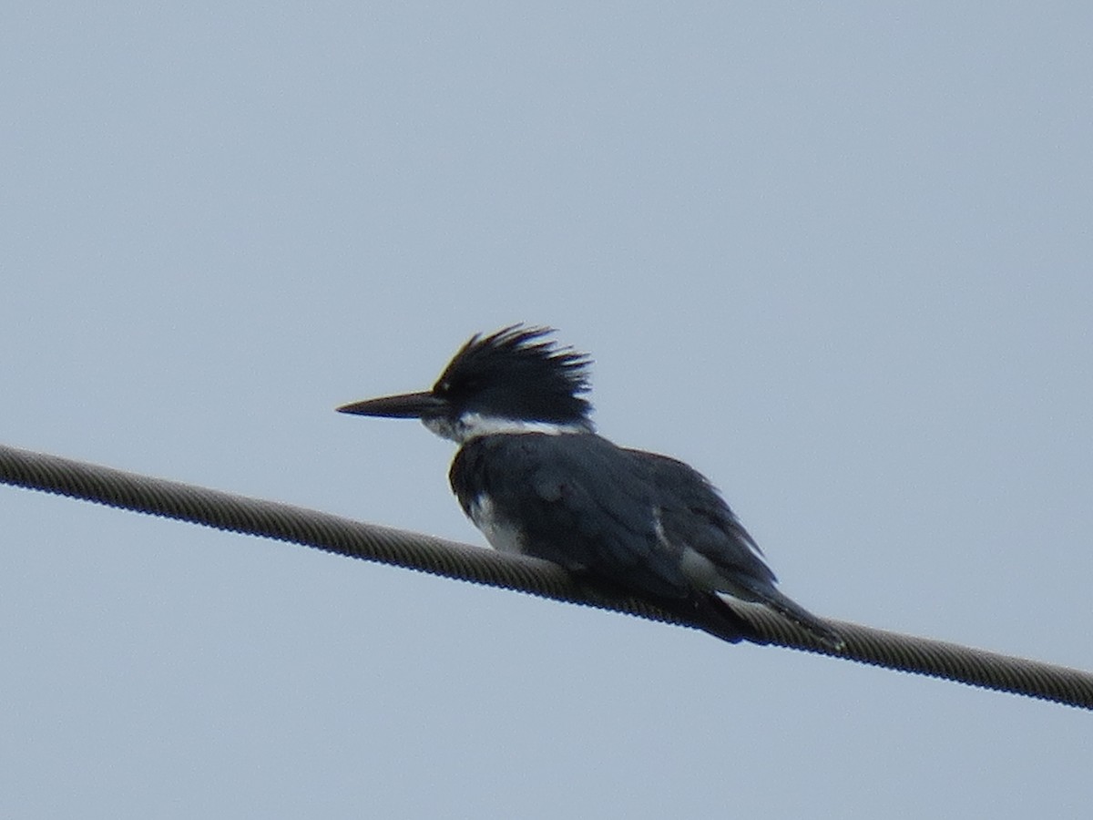 Belted Kingfisher - Machel Sulton