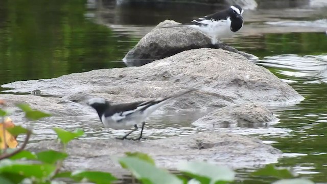 White-browed Wagtail - ML365688161