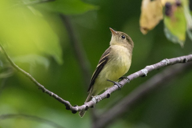 Yellow-bellied Flycatcher